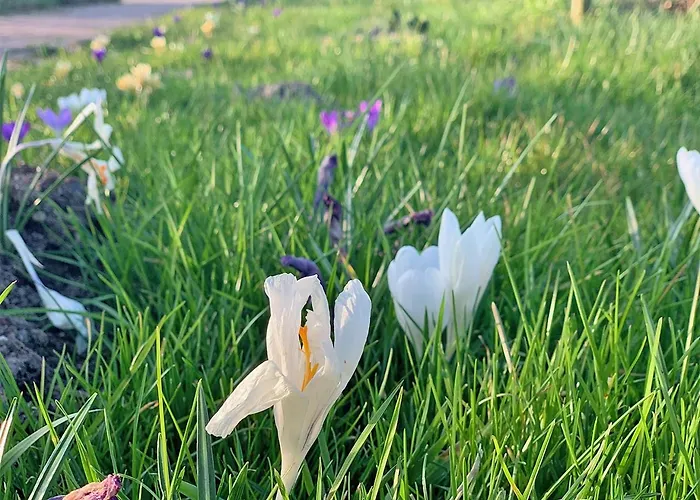 Bed & Breakfast De Rooie Hooimijt