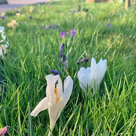 B&B De Rooie Hooimijt