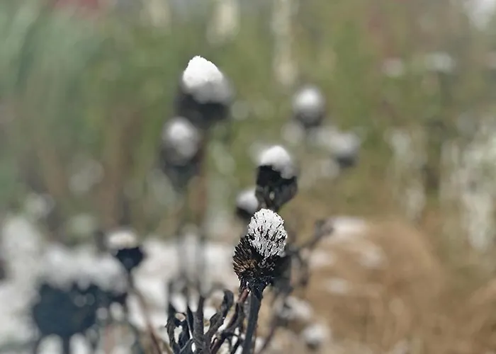 住宿加早餐酒店 De Rooie Hooimijt 3*